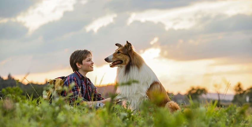 Trailer Lassie Se Vrací Představuje Film Vycházející Z Původní Povídky